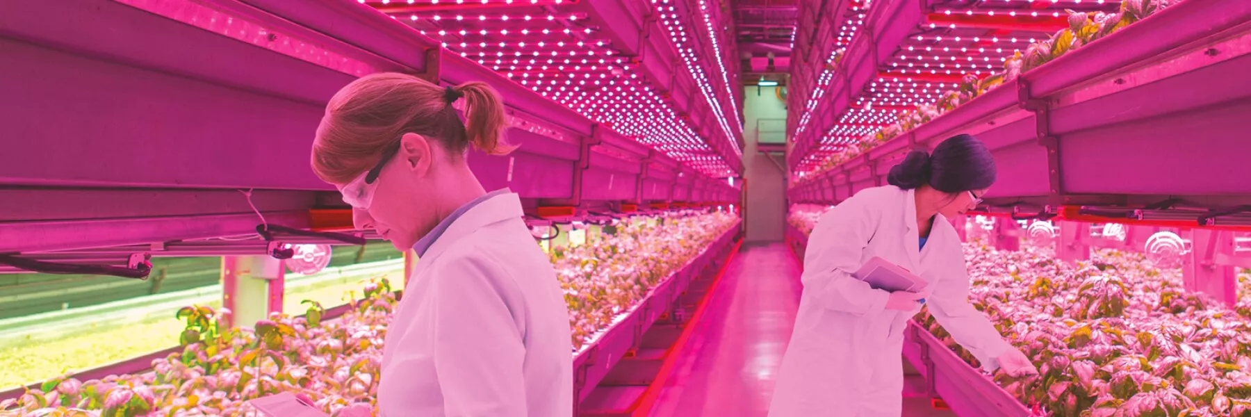 Powerful LED Driver for Greenhouse and Industrial Lighting