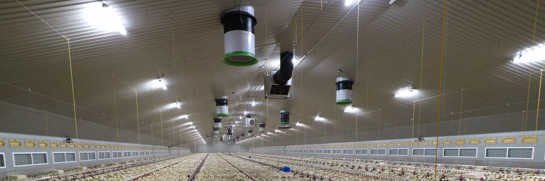 Poultry Lighting