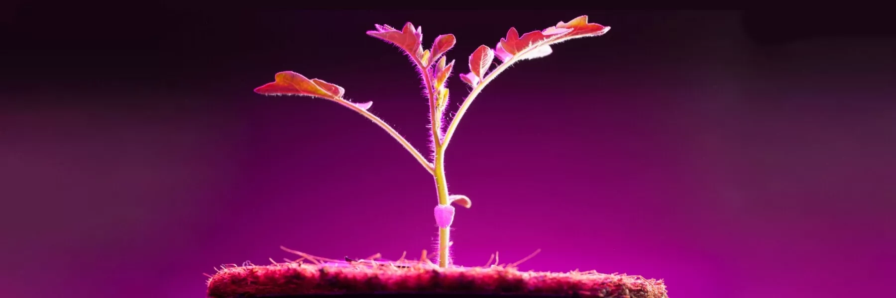 Led Technology in Greenhouse Lighting